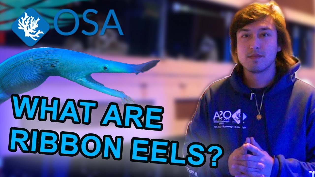 What is a Ribbon Eel | What is a Fish with Taras