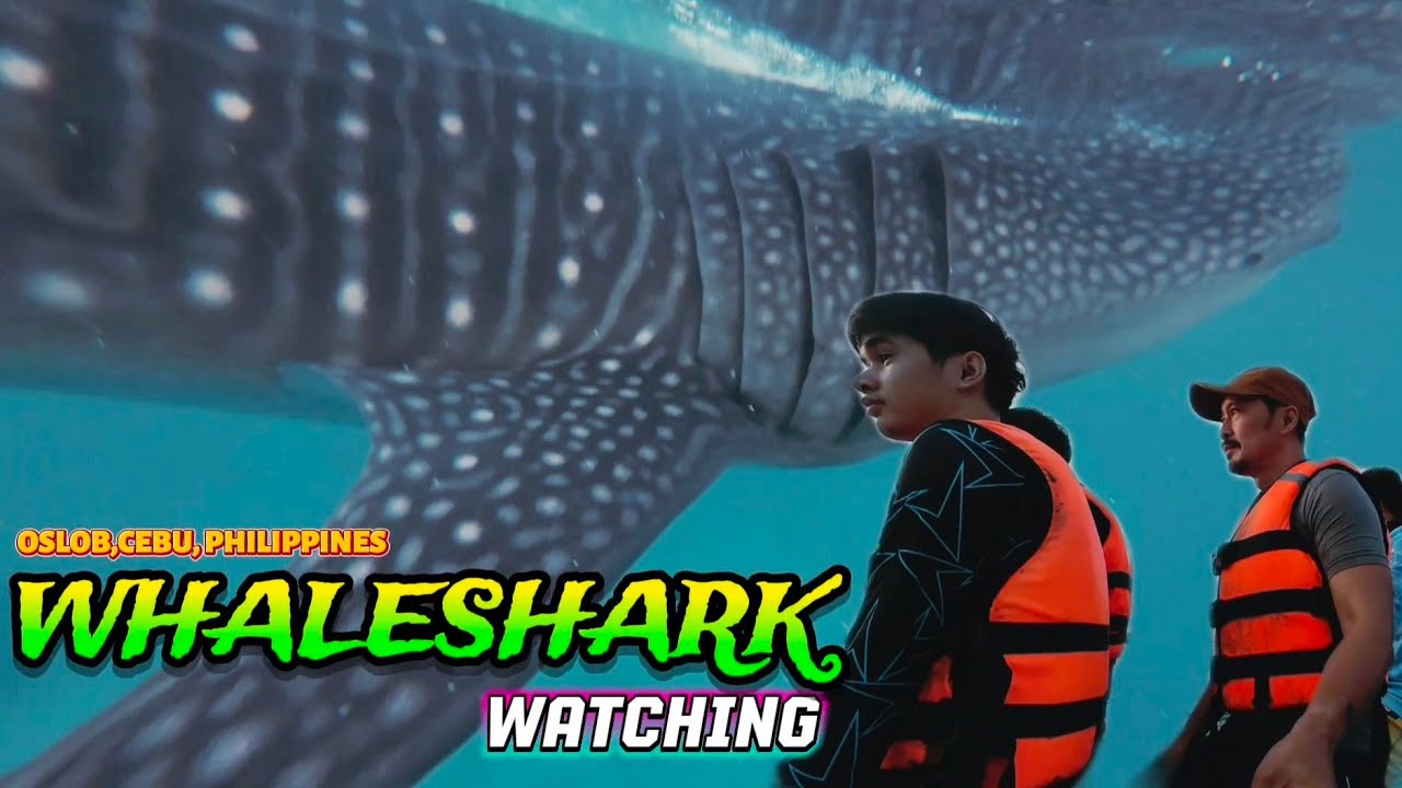 WhaleShark Watching in Oslob | December 18,2025