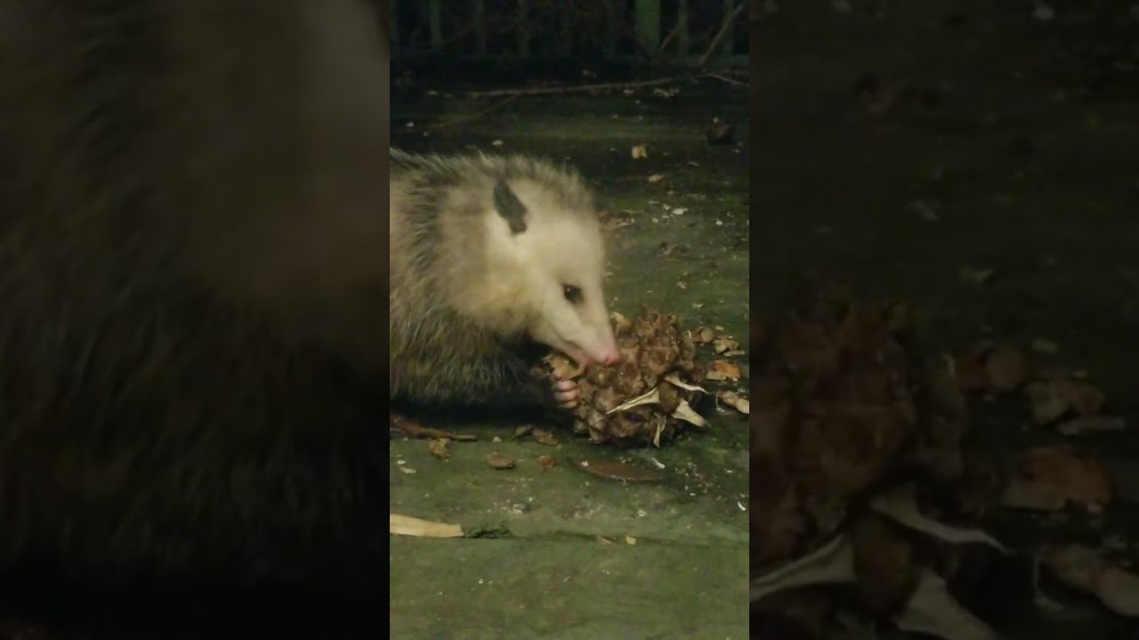 Possums visit!