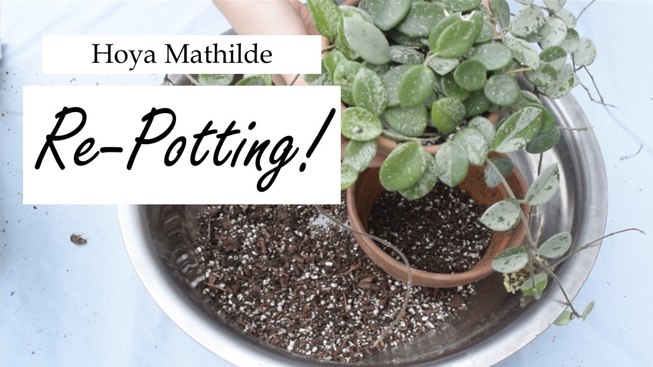 How to re-pot your hoya | Hoya Mathilde re-potting