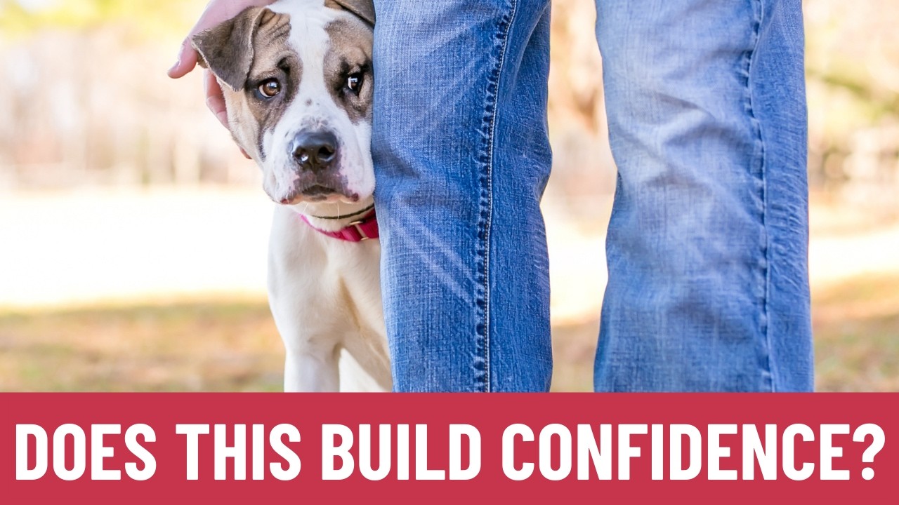 Get your anxious dog training right