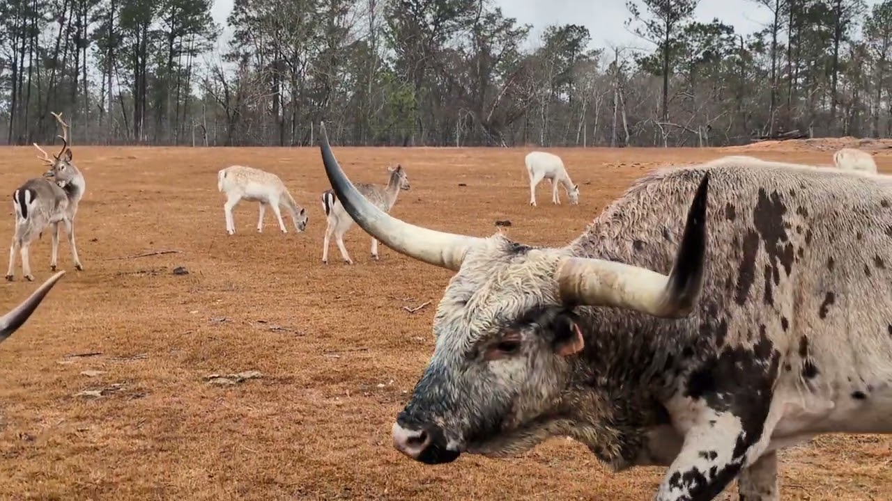 Weep for salvation by the rivers of Babylon.