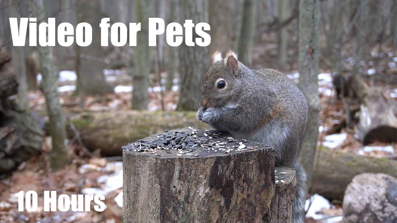 Black Squirrels and Forest Friends - 10 Hour Video for Pets and People to Watch 😺 - Jan 07, 2025
