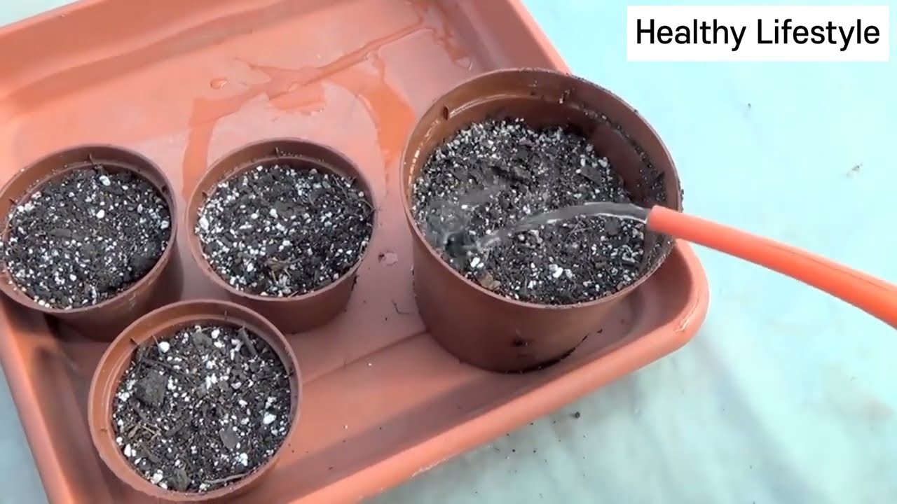 Grow Dates at home 🌱