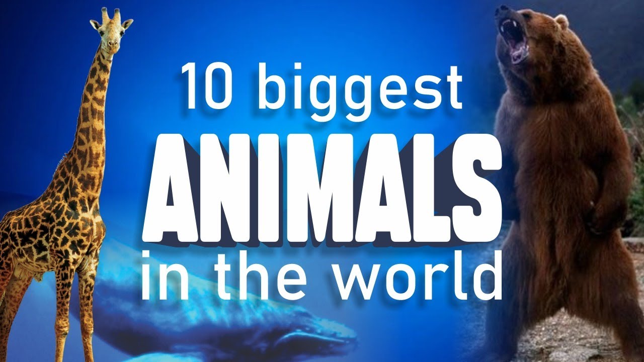 10 biggest animals in the world. You might be shocked 🔥