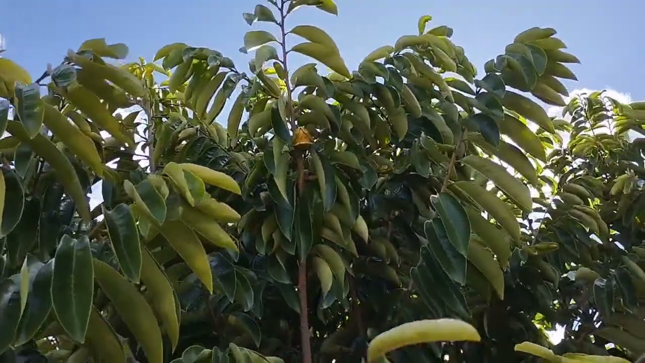 O QUE ACONTECE SE NÃO PODAR O PÉ DE GRAVIOLA, COMO ELE FICA EM 5 ANOS ?