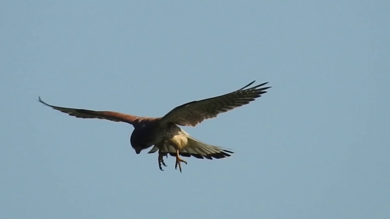 bird flying in one spot