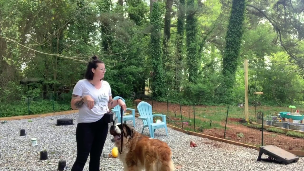 How to Make an Obstacle Course for Your Dog