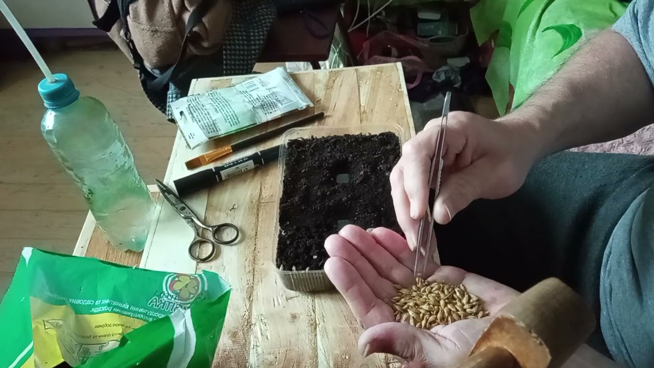 СЕЮ 23 зёрнышка для КОТА БАРОНА