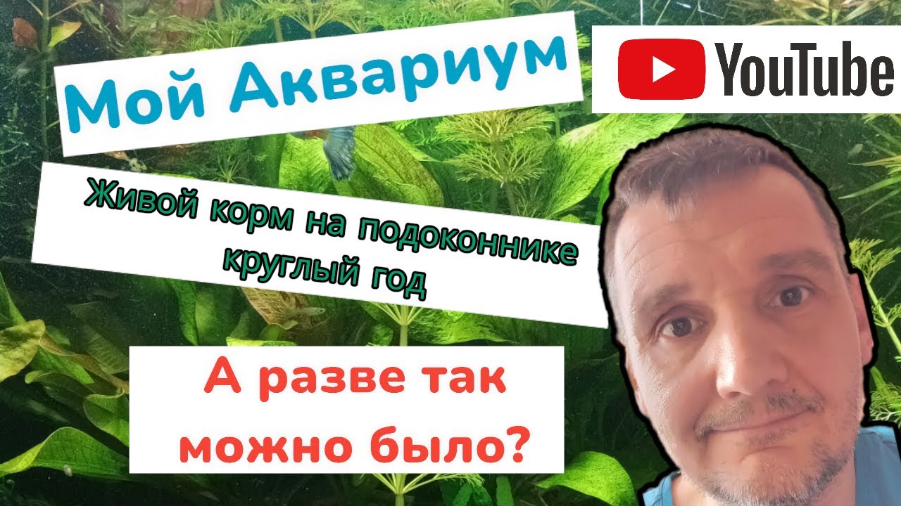 Мой аквариум. Как я развожу дафнию моину