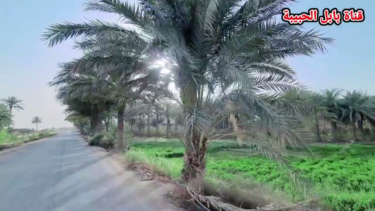 أرياف محافظة بابل قضاء القاسم بعدسة قناة بابل الحبيبة