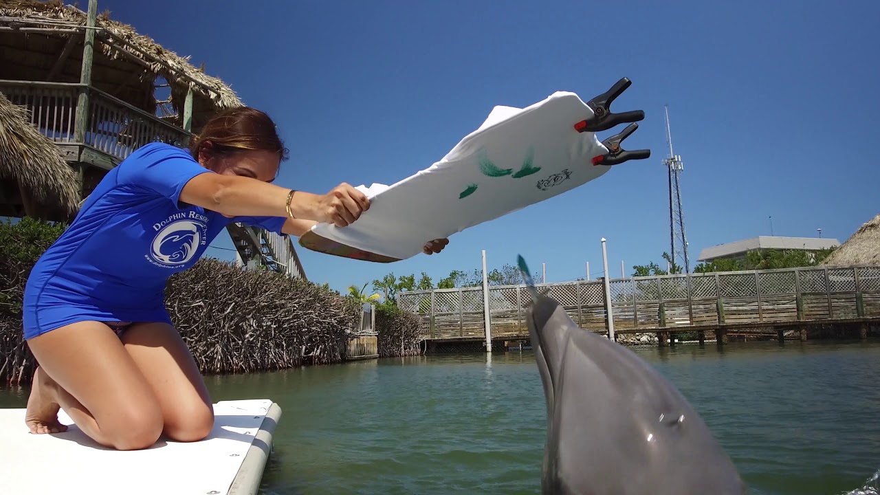 Florida Travel: Visit the Dolphin Research Center in the Florida Keys