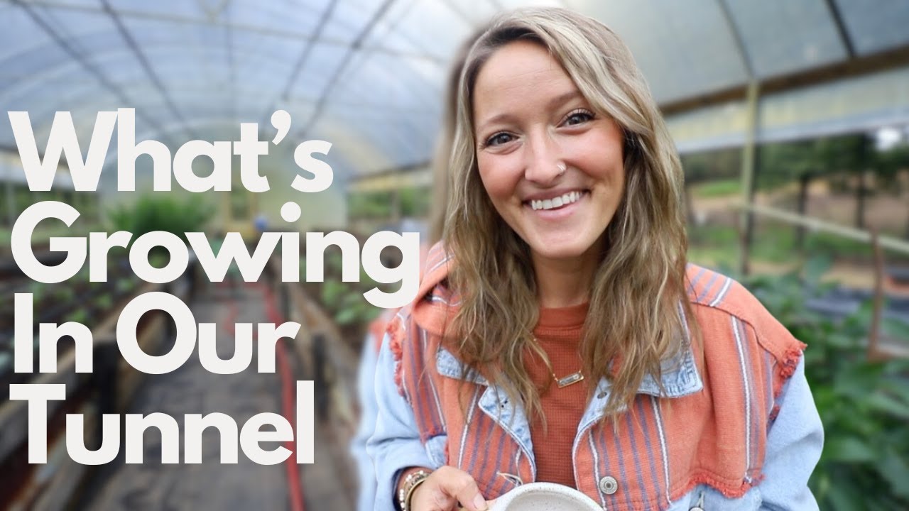 Quick High Tunnel Tour | What's Growing In Our Tunnel In September