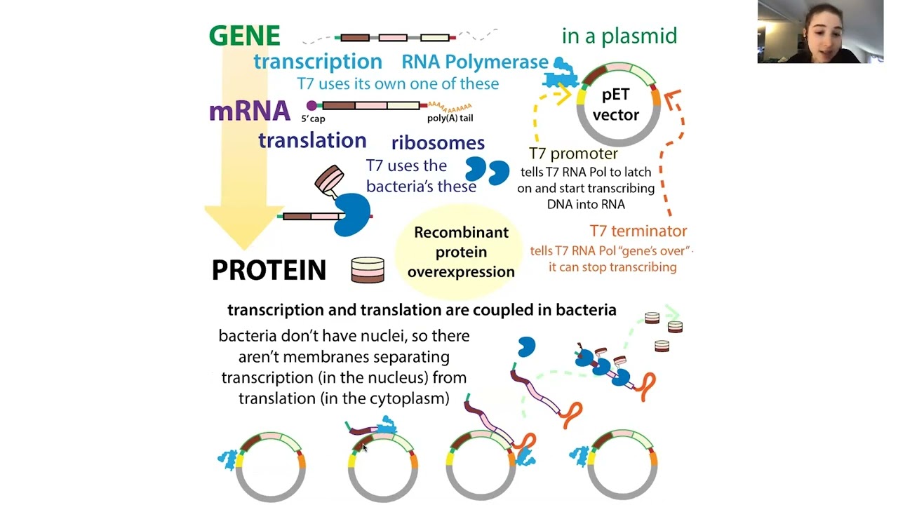 Cell-free protein expression & the biochemistry of the PURE expression system