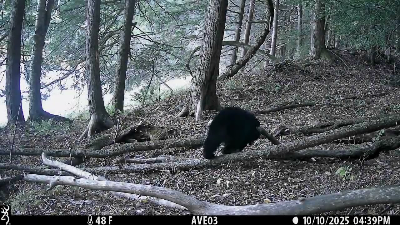 Field Notes Friday: Fall wildlife camera updates