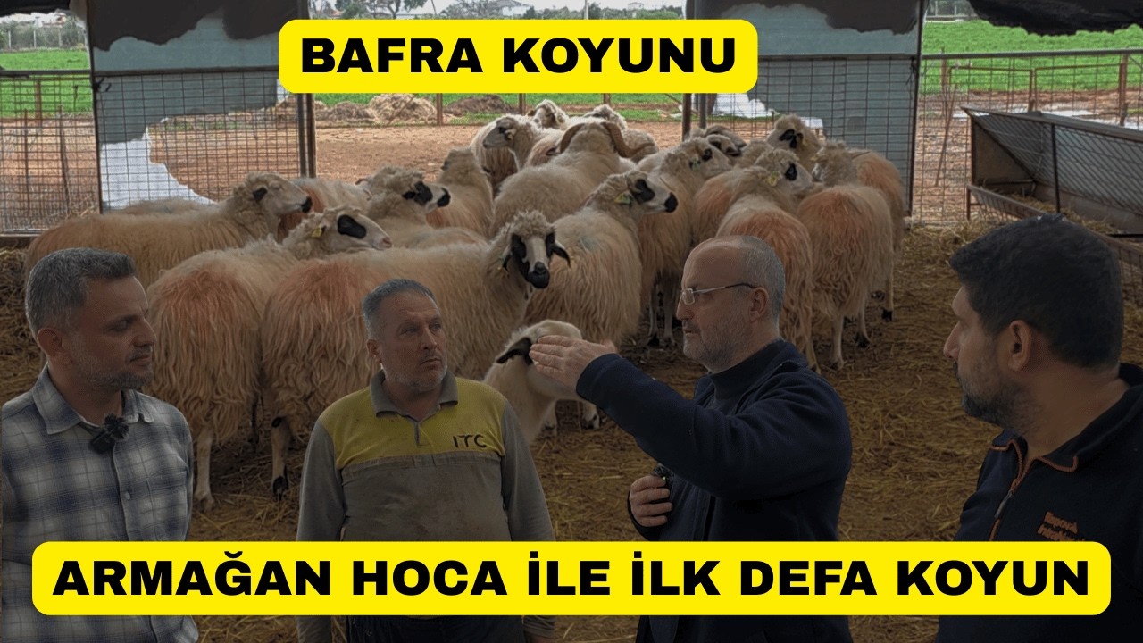 SAFKAN BAFRA KOYUNU! Armağan Hocamız İle İlk Defa Koyun Program Çekimi!