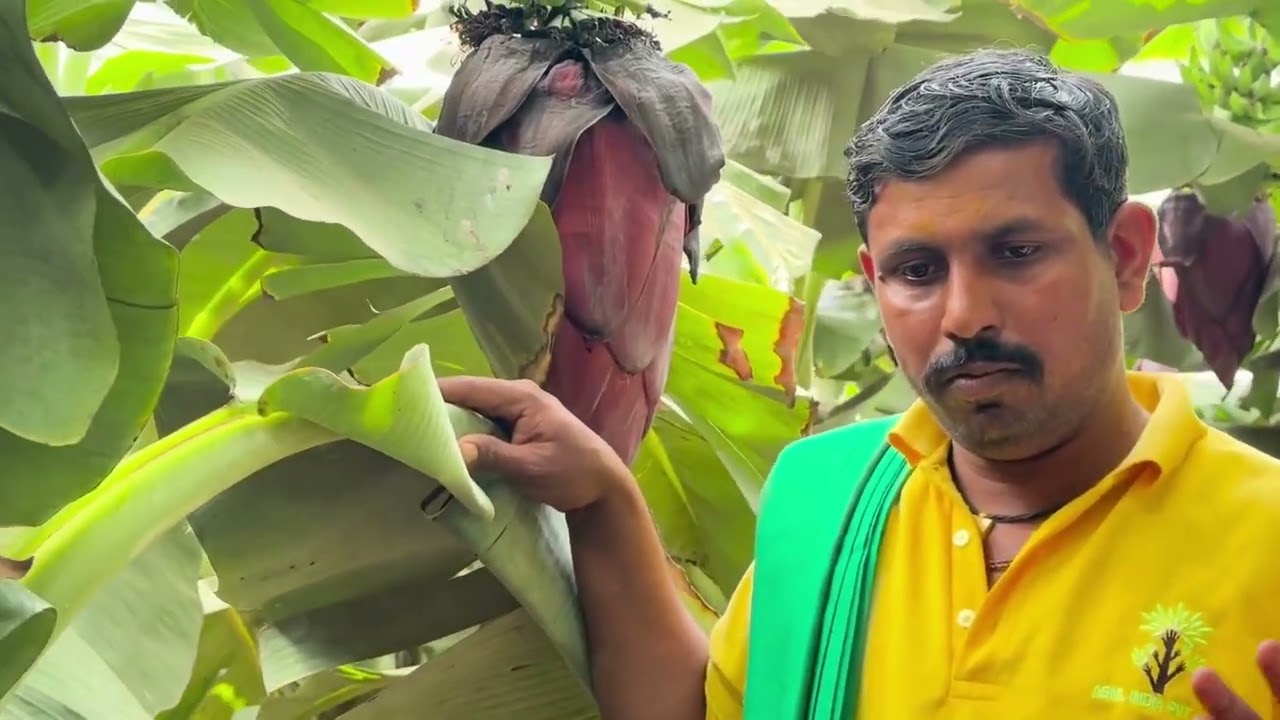 ASNL INDIA Product result on Banana Farmer, Part-1, Mobile No :- 8549918665, 9148823237.