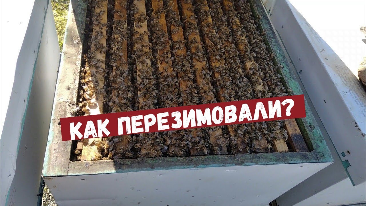 Бакфаст. Как перезимовали пчелы. Что есть весной 2026