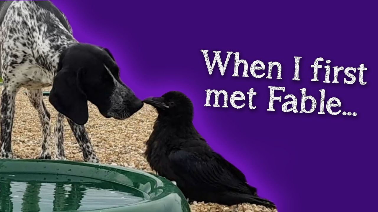 Fable the Raven | When I first met Fable