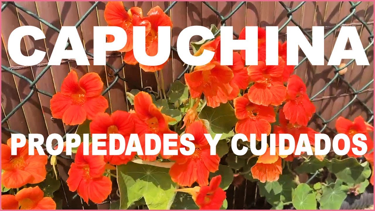 Capuchina: Cultivo, cuidados y propiedades de una flor comestible y Medicinal #capuchina