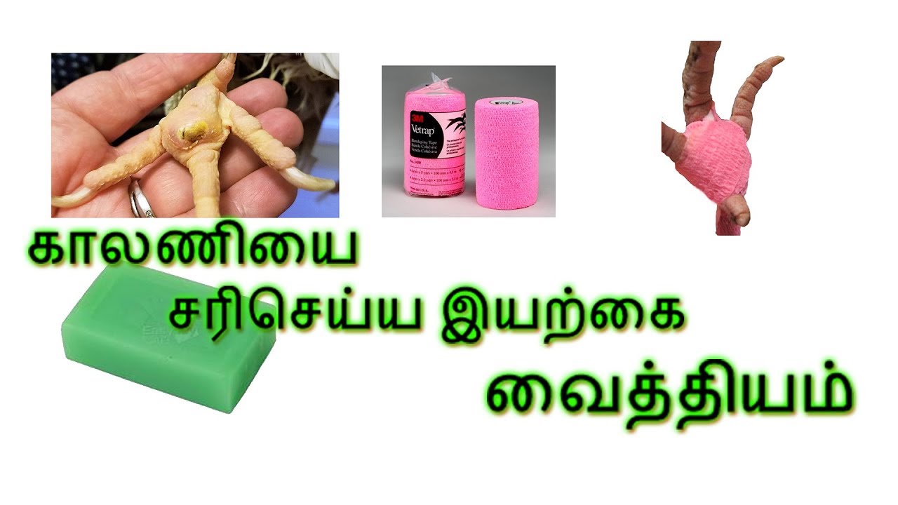 கால் ஆணியை சரிசெய்ய இயற்கை வைத்தியம்/NATURAL WAY TO CURE BUMBLE FOOT TREATMENT FOR CHICKENS