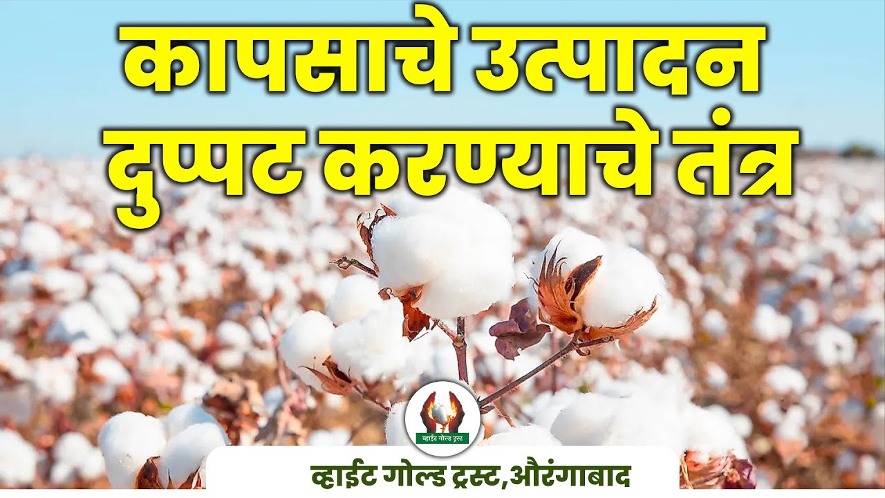 कापसाचे उत्पादन दुप्पट करण्याचे तंत्र | श्री गजानन जाधव सर #शेतकरी #कापूस #शेती
