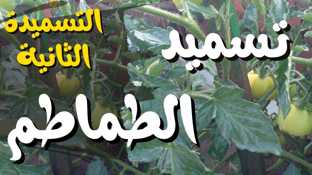 تسميد الطماطم بسماد الكالسيوم