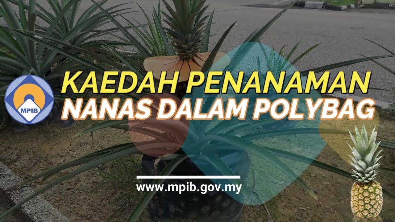 Nanas Polybag
