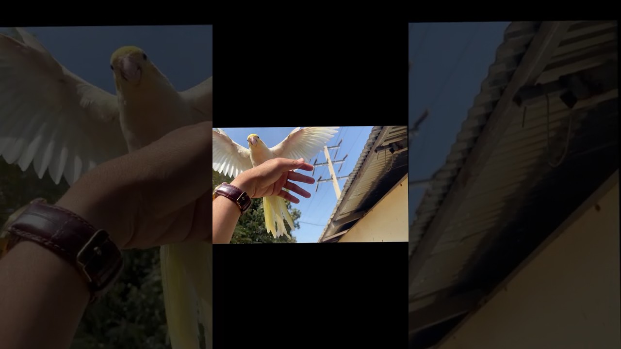 #cockatiel #parrot #birds #budgie