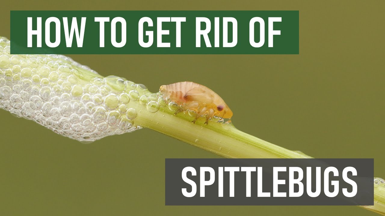 How to Get Rid of Spittlebugs [4 Easy Steps!]