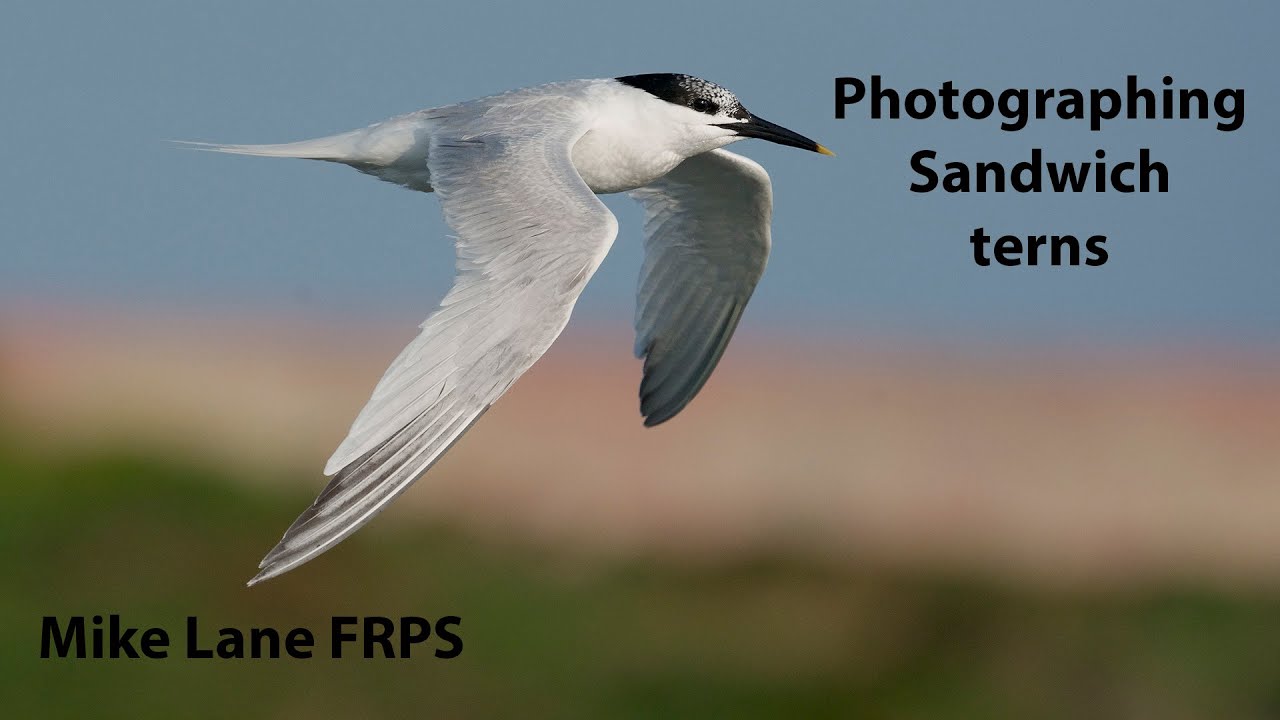 Photographing Sandwich terns at Cemlyn Bay, Anglesey
