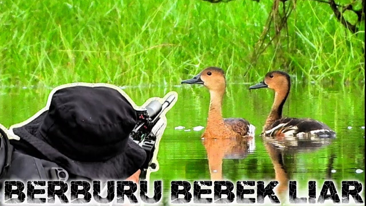 BERBURU BELIBIS‼️MAIN LONG RANGE JARAK 153M PAKAI BLACK ANT