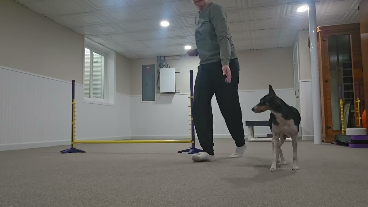 2/15 jump with treats 
