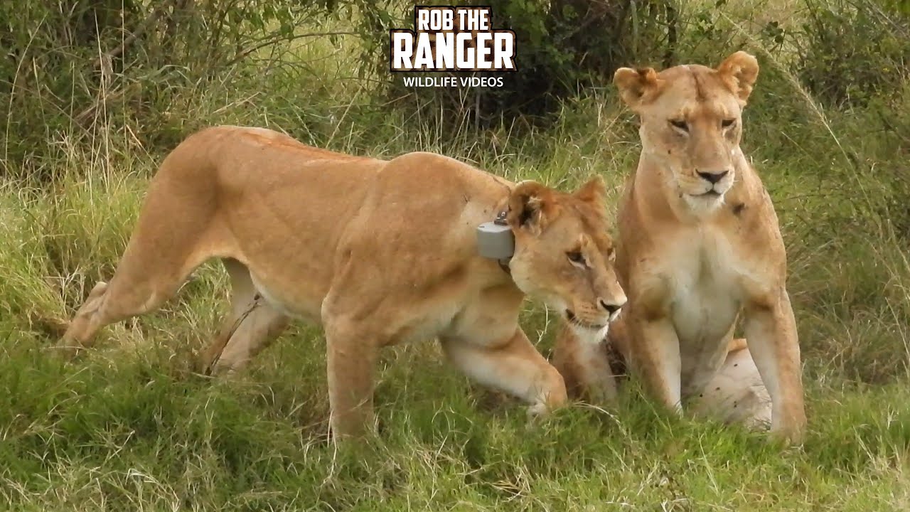 Close Call! Lionesses Nearly Catch Warthogs | Lalashe Maasai Mara Safari