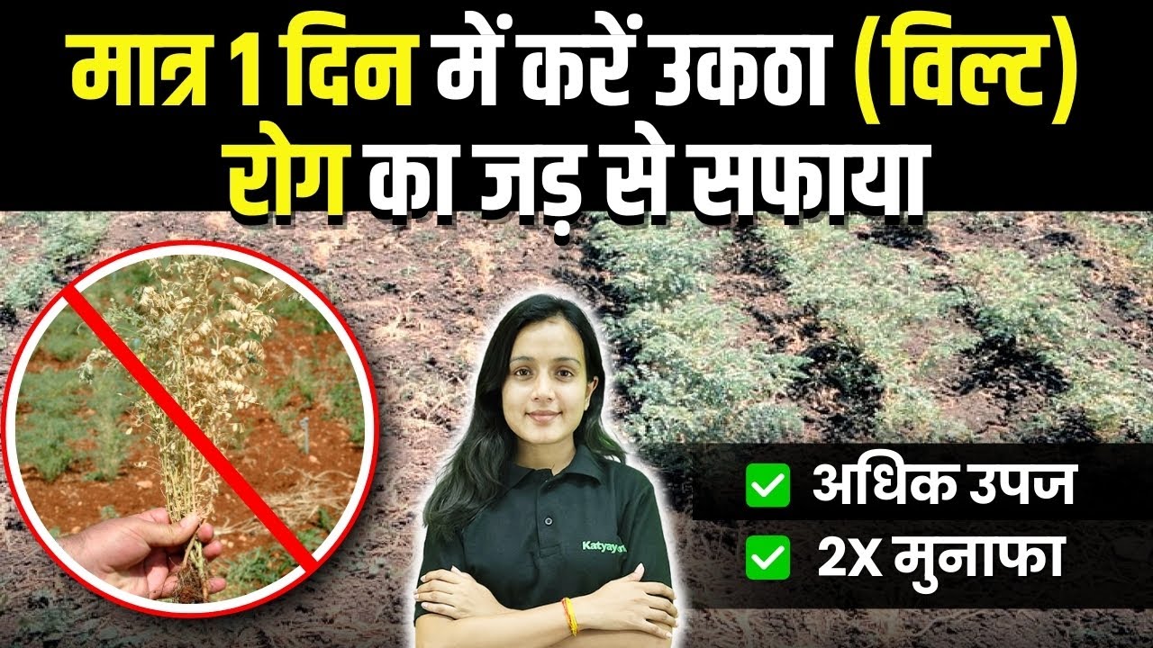 डॉलर चने में उकटा रोग का 100% इलाज | Gram Wilt | चने की फसल को 60% नुकसान से बचाएं, 100% गारंटीड