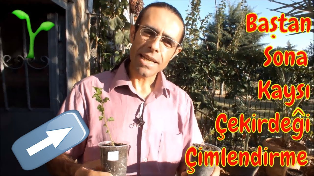 Kaysı Çekirdeği Nasıl Çimlendirilir?