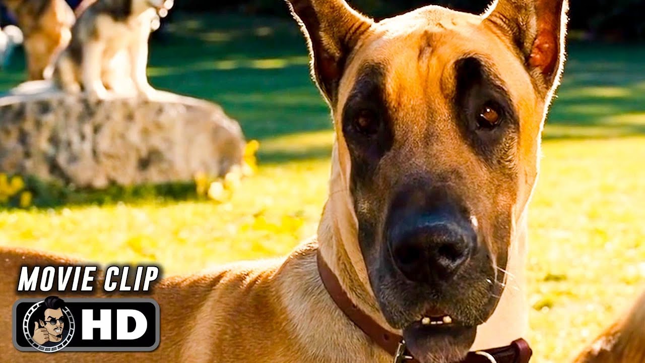 MARMADUKE Clip - 