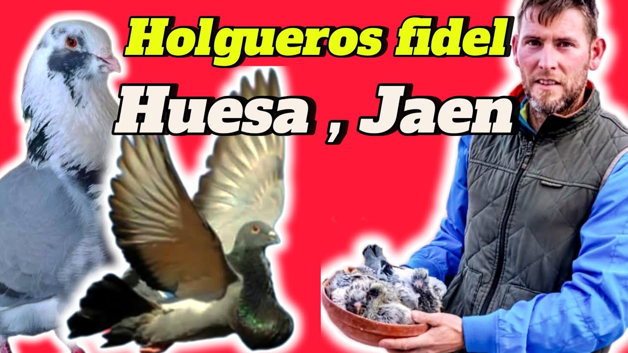 ¡PALOMAR HOLGUEROS FIDEL! visitamos ESTE  PALOMAR de una RAZA poco CONOCIDA y de VUELO