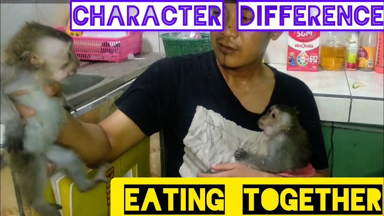 Betty & Bejo. tingkah laku lucu mereka ketika makan (berkelahi, saling cemburu & berebut)