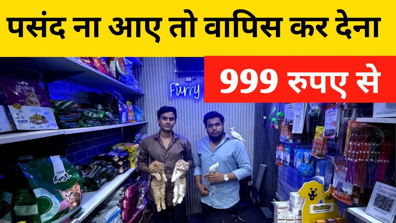 Cheapest Cat Market in Delhi / Persian, Sphynx ,Siamese , Maine Coon All Breeds Available 
