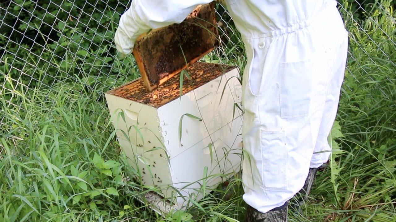 Bee Hive Check