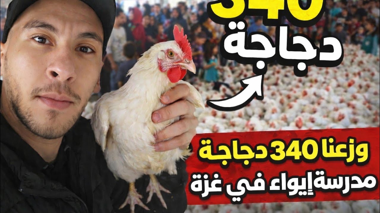 340 دجاجة ل 170 عائلة نازحة في مدرسة ايواء ب#غزة 