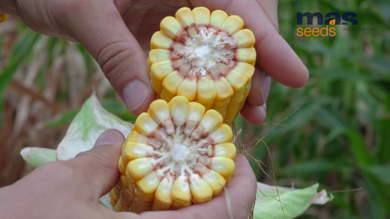 MAS 34.B - гібрид кукурудзи MAS Seeds