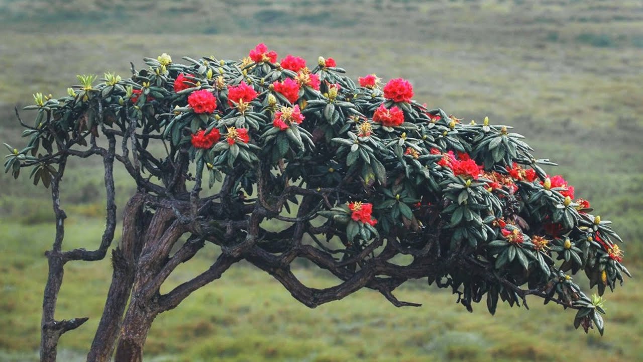 Maha Rath Mal Tree (Rhododendron arboreum zeylanicum)