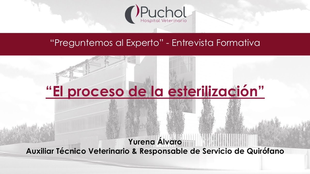 Cirugía en animales: el proceso de esterilización | Preguntemos al Experto | HVP