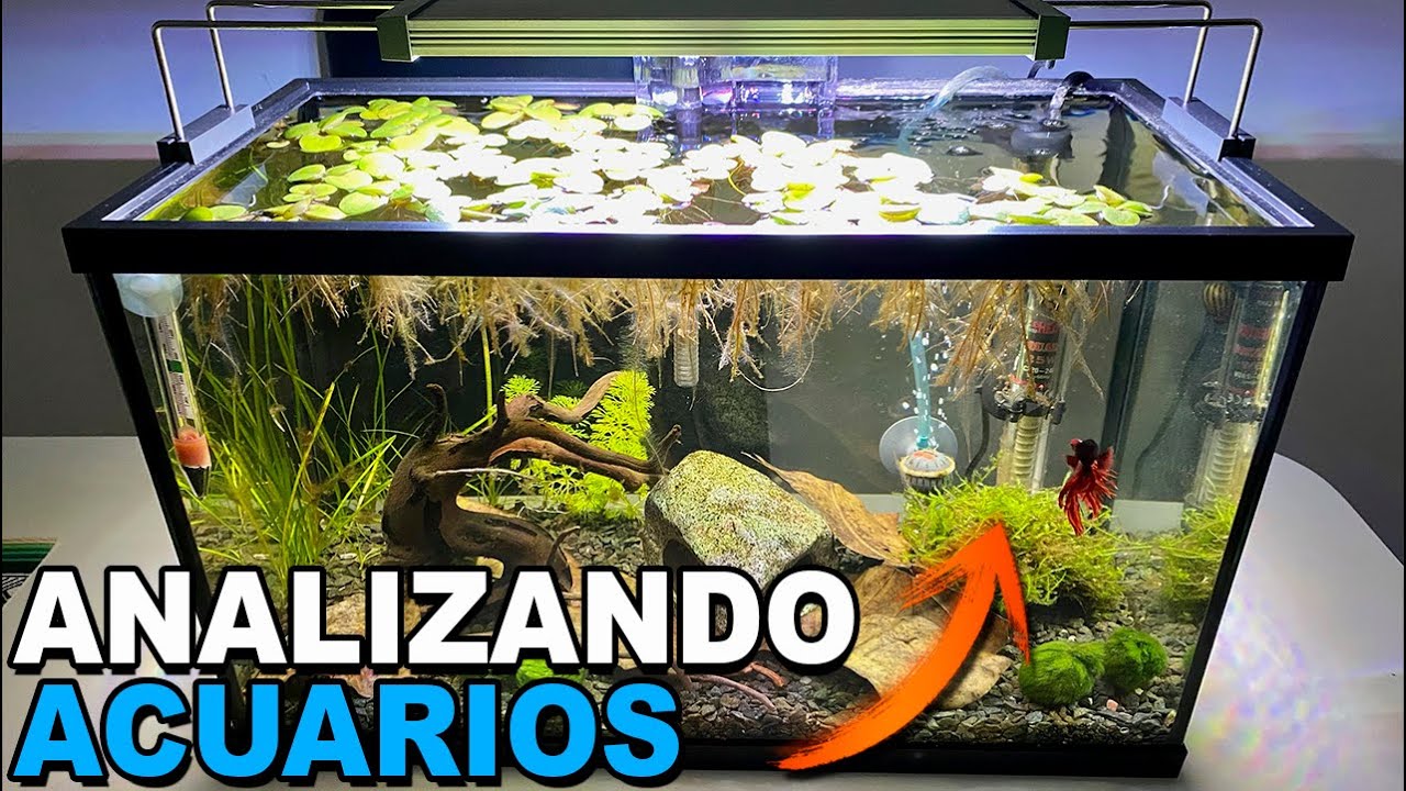 🕵️ Acuarios de Suscriptores Nº23 | Bonsái casero! | Acuarios pequeños | Bettas