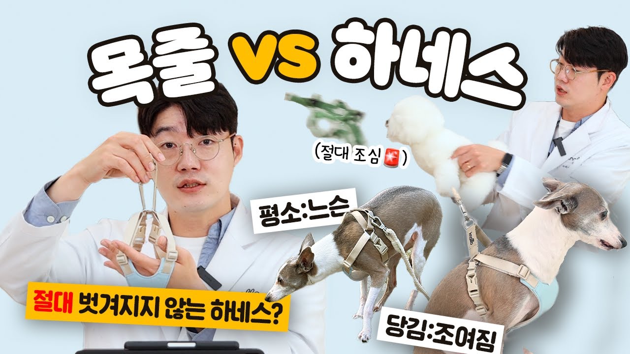 하네스 논란 종결, '이것' 꼭 체크해보세요 ✅ (feat. 최신논문) | 설채현 행동학 수의사