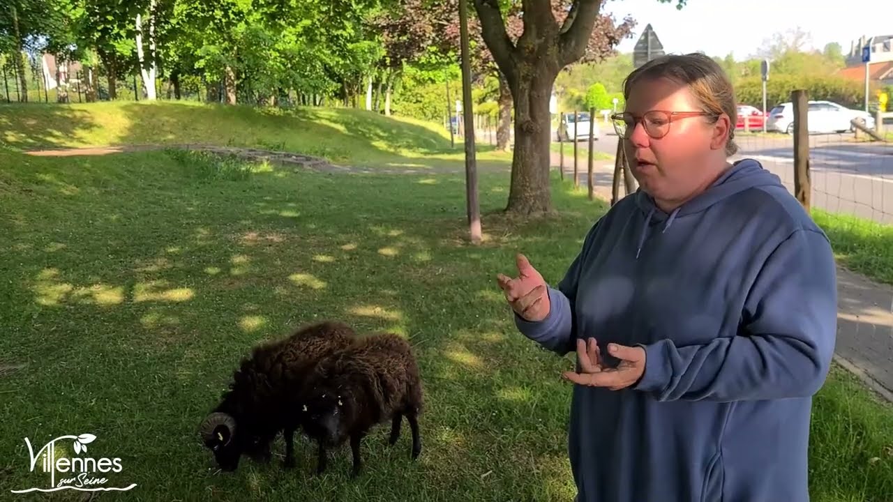 Razmotte et Rio, les moutons de Villennes-sur-Seine