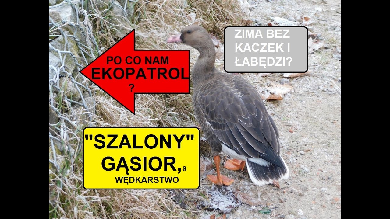 Szalony gąsior, ptaki zimą i ekopatrol