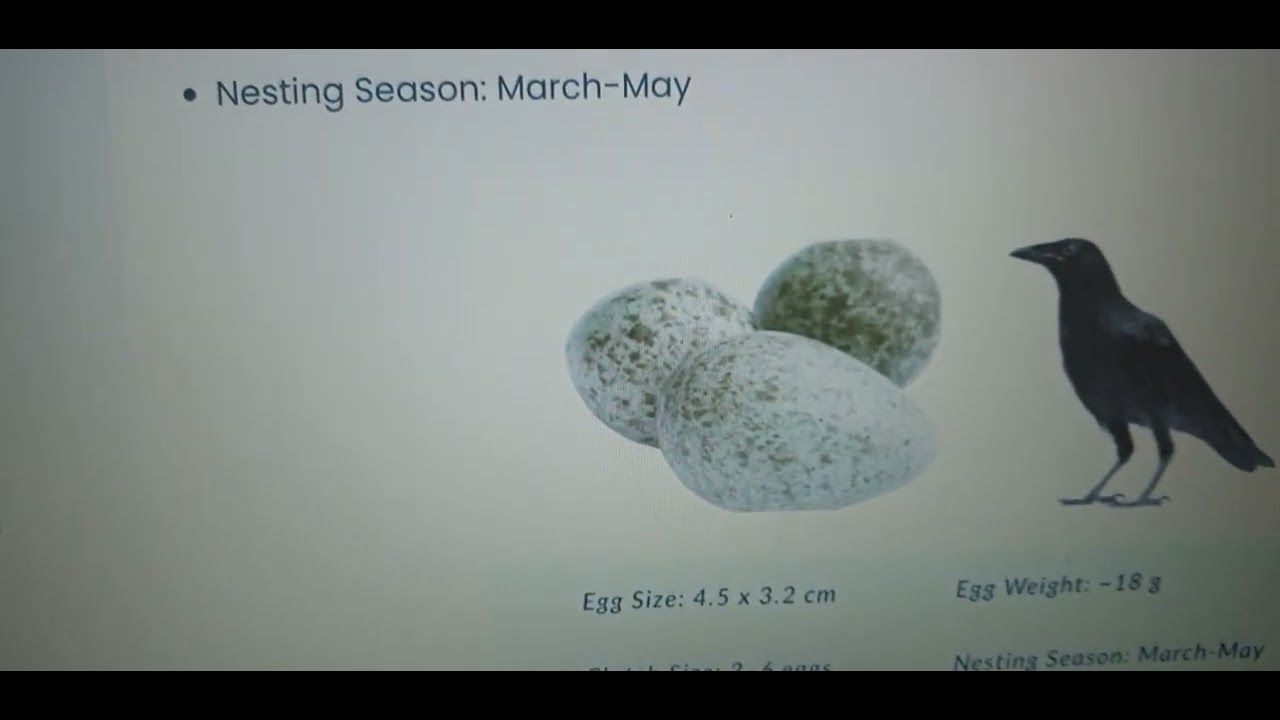 Crack or pass challenge bird eggs